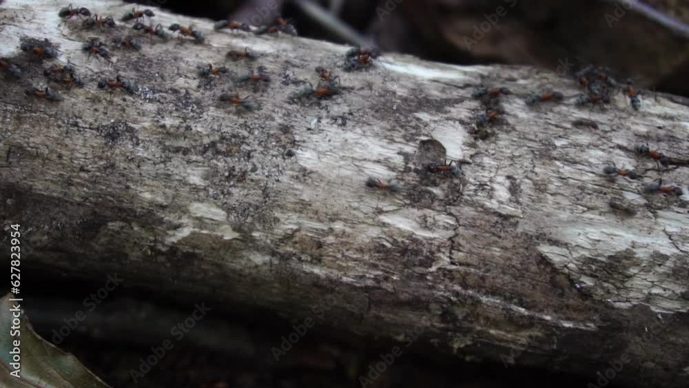 small forest ants move along their path. Slow motion small forest ants move along their path. Slow motion
