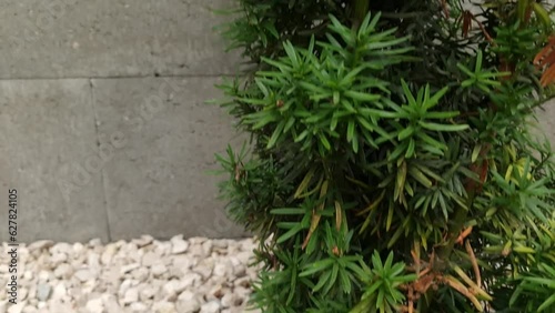 Tall green cypress shrub growing in garden