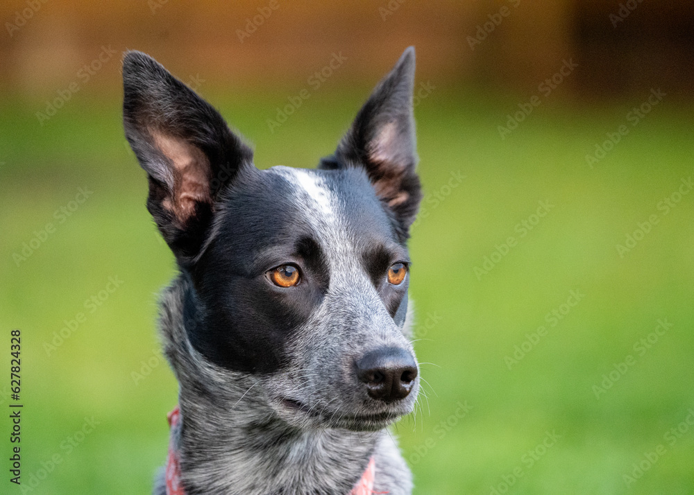 portrait of a Austrian cattle dog