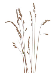 Dry, yellow grass isolated on white background and texture, clipping path