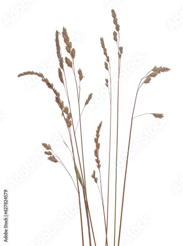 Dry, yellow grass isolated on white background and texture, clipping path