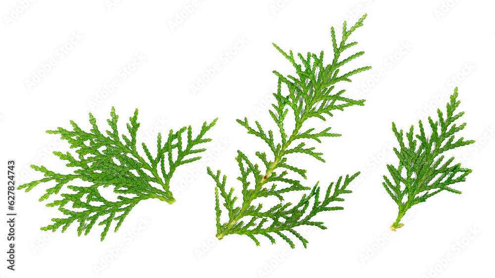 Pine twigs, green leaves isolated on white, top view