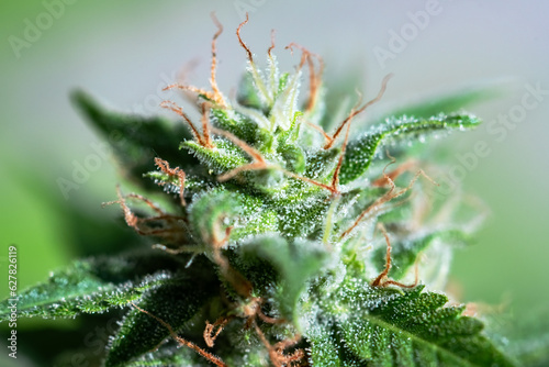 Принти на полотні Macro shot of flowering cannabis indica sativa bud