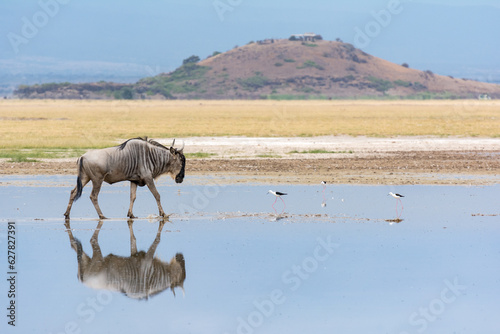 Wildebeest walking on water in Kenya