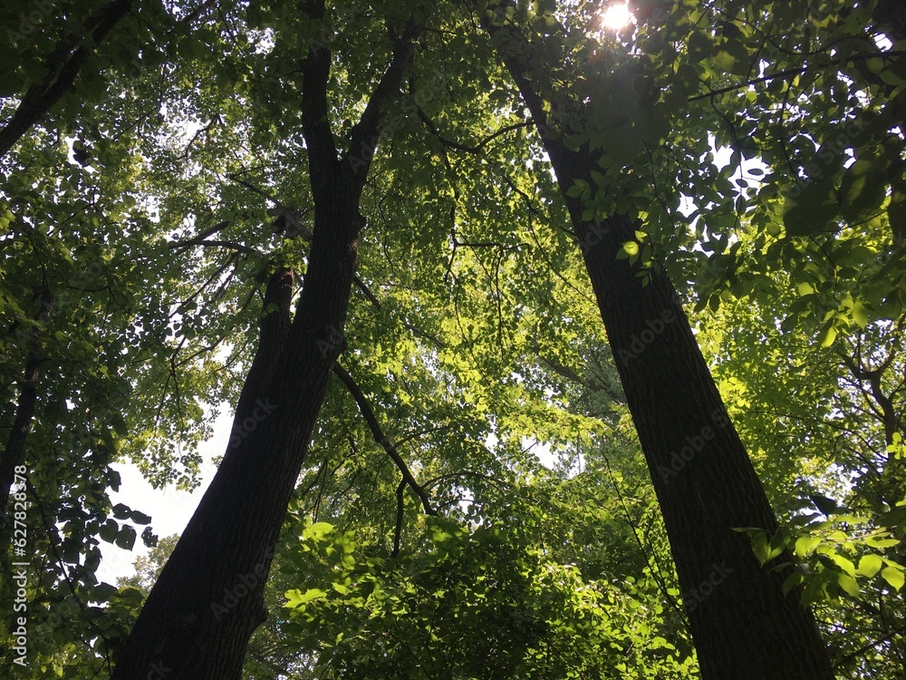 Fototapeta premium sun rays through trees