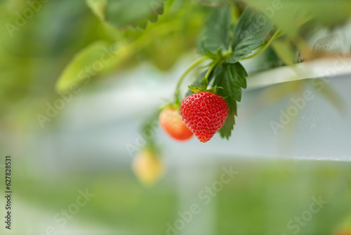 - Strawberry isolated on white
