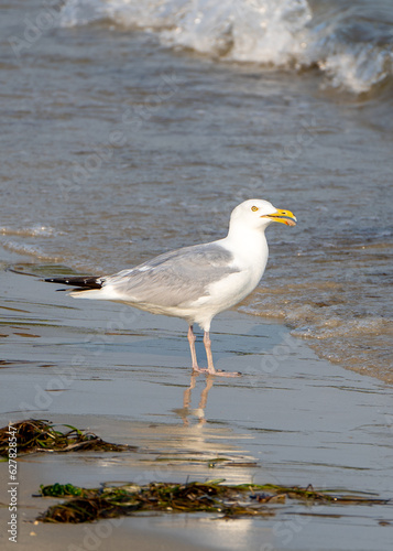 seagull on the beach