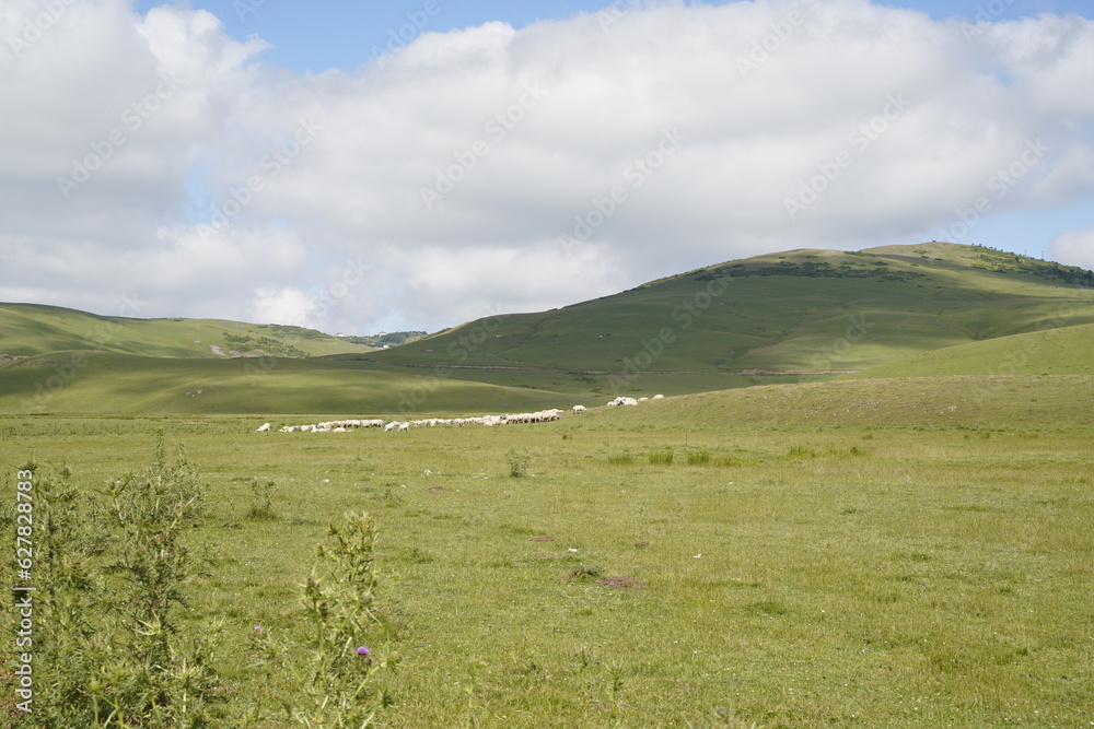 sheeps in plateau and mountain view