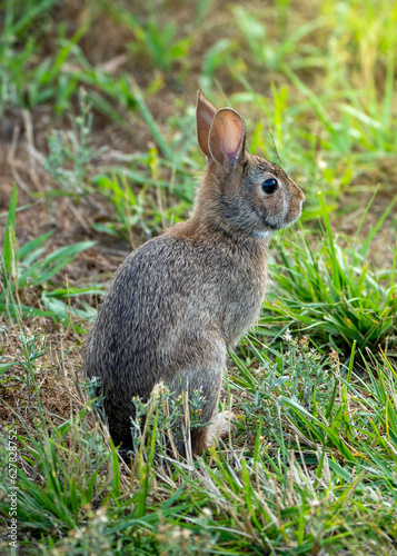 rabbit in woods 
