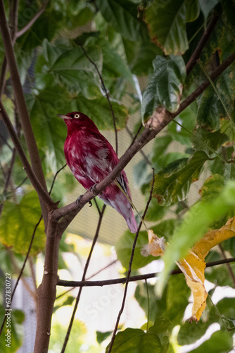 bird in tree
