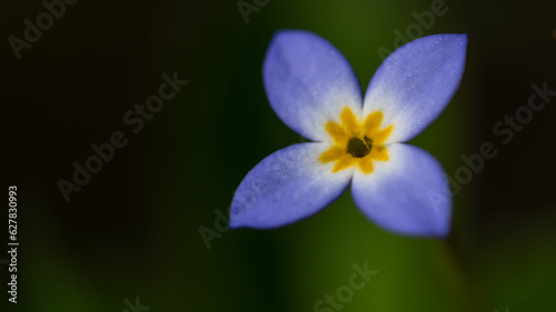 Beautiful Patch of Bluets Blooming Along the Blue Ridge Parkway photo