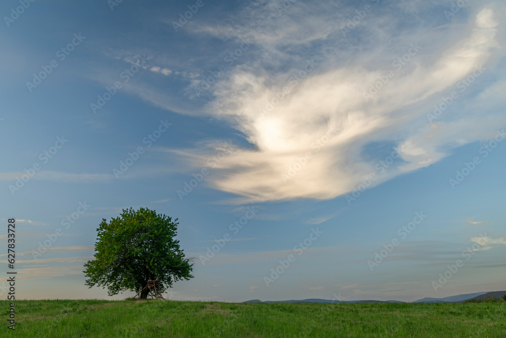 Cherry tree alone on meadow in summer evening near Roprachtice village Cherry tree alone on meadow in summer evening near Roprachtice village
