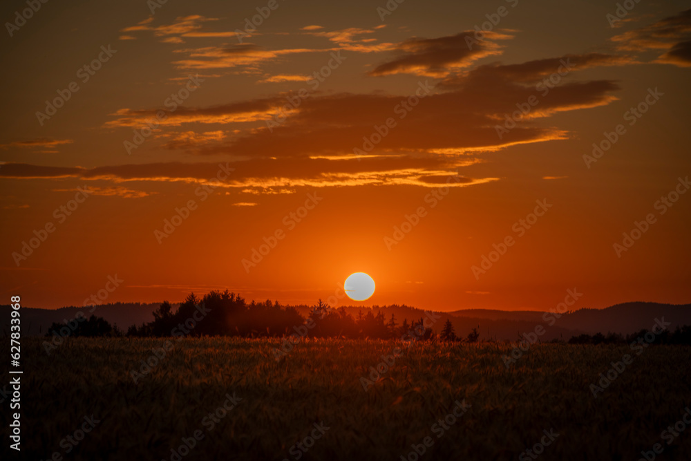 Summer color grain field in sunset evening near Roprachtice village
