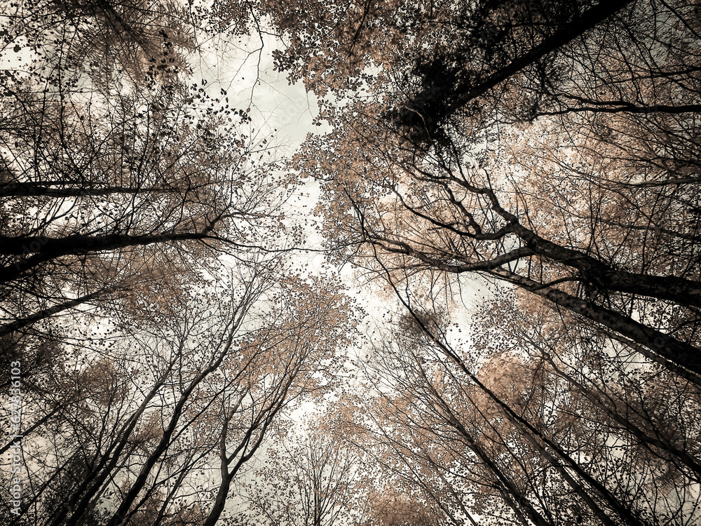 Trees of autumnal forest as nature background.