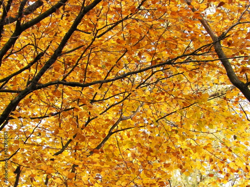 Branches with yellow leaves as nature background.