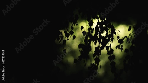 Wavy leaves at night against the light
