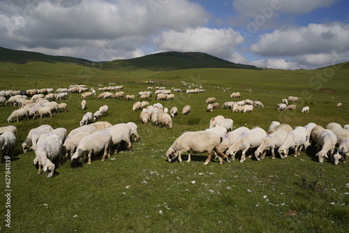 sheeps in plateau and mountain view