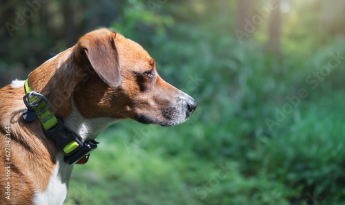 Curious dog with gps locator on collar in front of defocused forest. Scent dog enjoying a hike in the rainforest while looking at something hyper focused. Female Harrier mix. Selective focus.