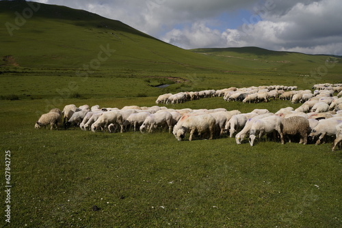 sheeps in plateau and mountain view