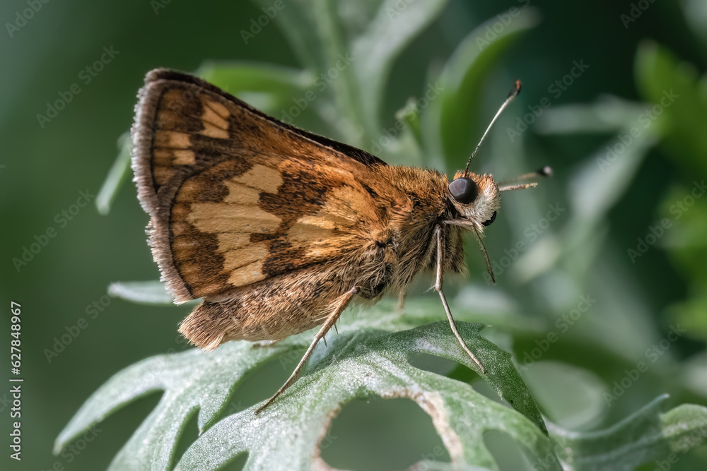 A tan and brown Peck's Skipper Butterfly (Polites peckius) grooming and cleaning itself on a green leaf. Long Island, New York, USA A tan and brown Peck's Skipper Butterfly (Polites peckius) grooming and cleaning itself on a green leaf. Long Island, New York, USA