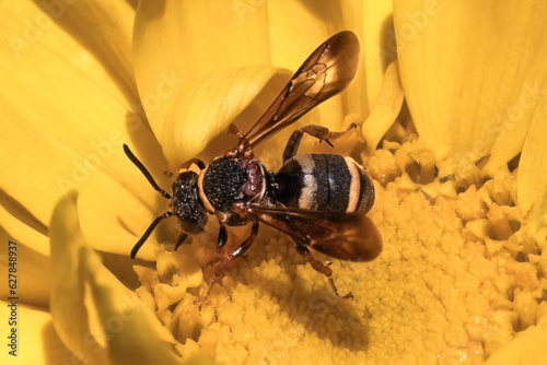 Close up of a black, yellow, and red Two-banded Epeolus Cuckoo Bee (Epeolus bifasciatus) feeding on calendula flower. Long Island, New York, USA