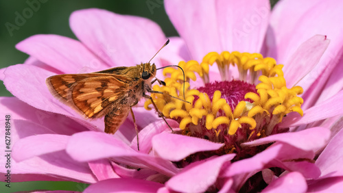 A tan and brown Peck's Skipper Butterfly (Polites peckius) drinking nectar from a pink zinnia flower. Long Island, New York, USA photo