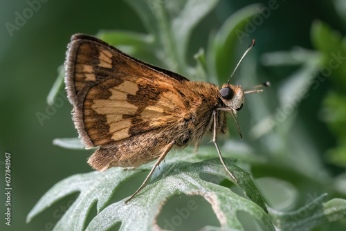 A tan and brown Peck's Skipper Butterfly (Polites peckius) grooming and cleaning itself on a green leaf. Long Island, New York, USA photo