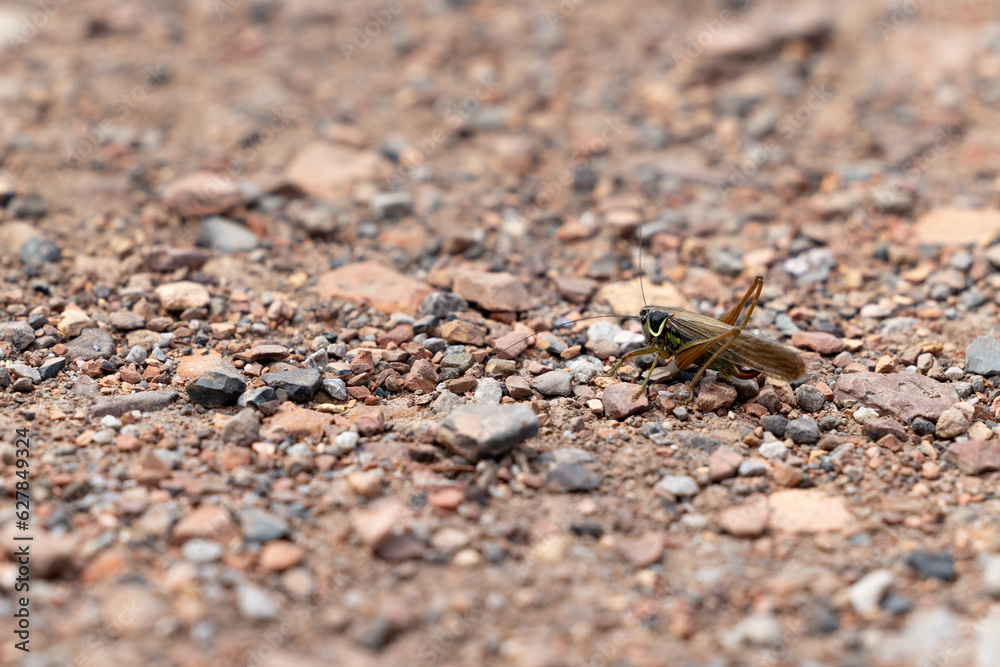 Roesel's bush cricket (metrioptera roeselii) on a gravel path,Yorkshire, UK, July, Summer Roesel's bush cricket (metrioptera roeselii) on a gravel path,Yorkshire, UK, July, Summer