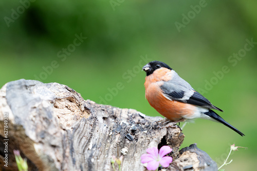 Adult male Eurasian Bullfinch (Pyrrhula pyrrhula) perched on a branch in springtime with a natural green background - Yorkshire, UK in July