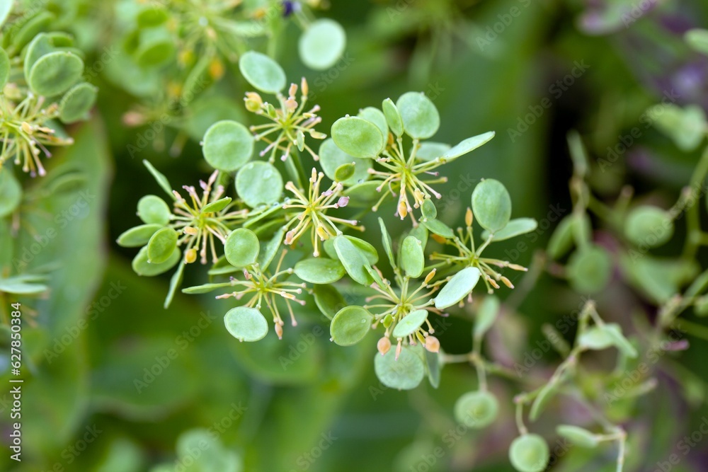 Seeds of a garlic cress, Peltaria alliacea Seeds of a garlic cress, Peltaria alliacea