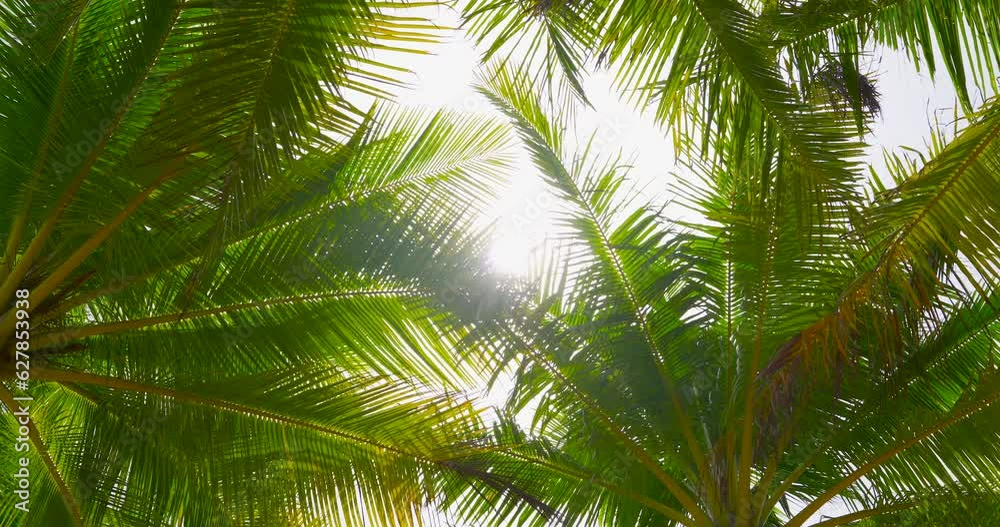 palm tree in the sun palm tree in the sun