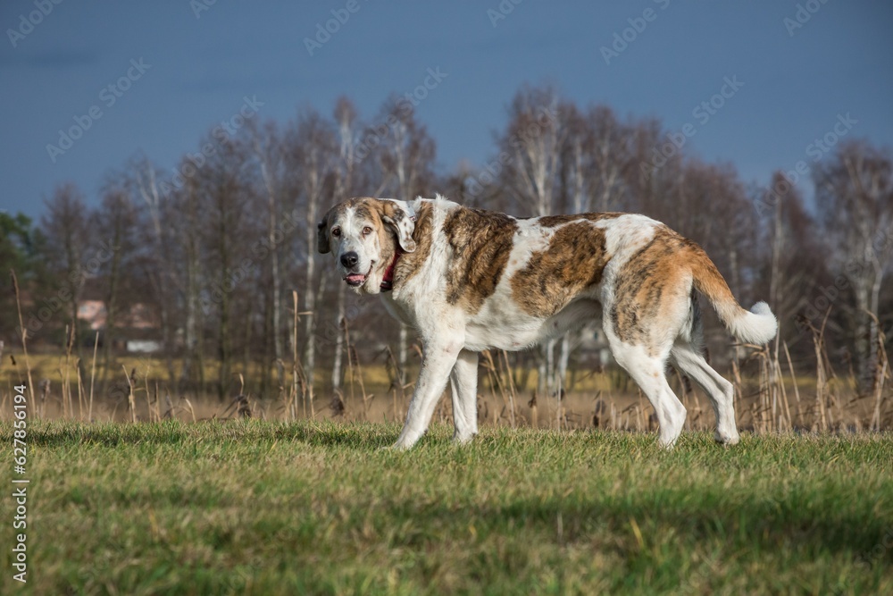 dog running in the park dog running in the park