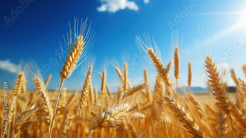 Barley Crop in a Golden Field