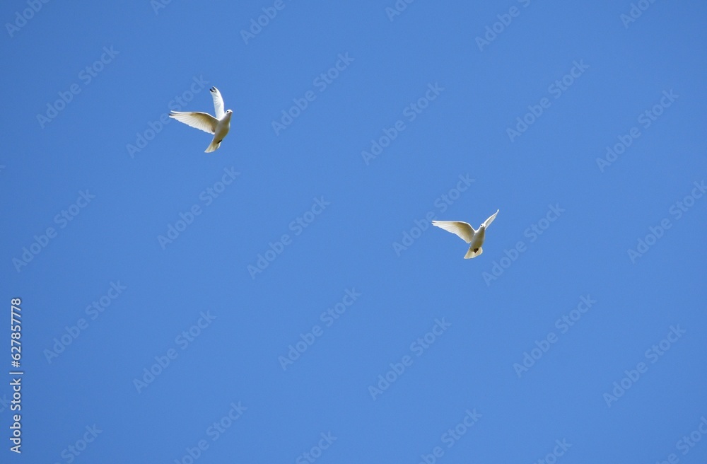 white doves flying against the blue sky white doves flying against the blue sky