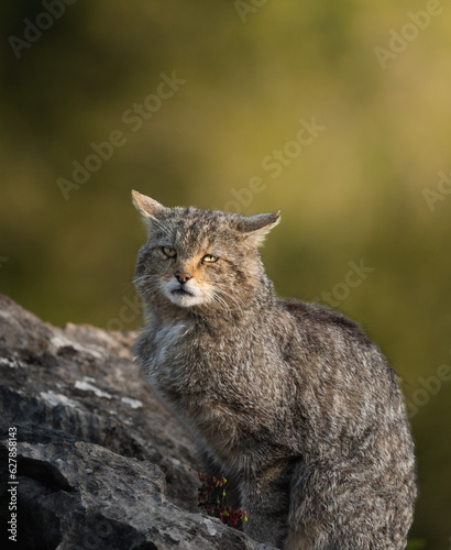 Gato montes photo