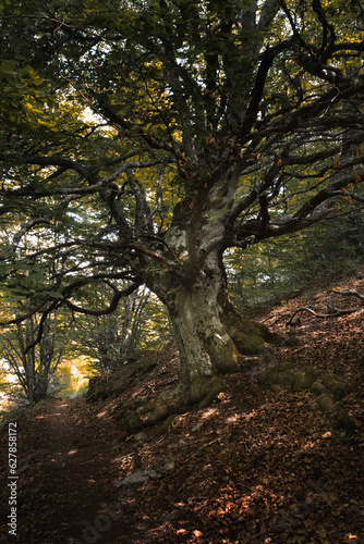 Árbol de la vida