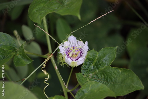 Passiflora foetida (common names: stinking passionflower, bush passion fruit, stoneflower, love-in-a-mist, or running pop) is a species of passion flower that is native to the southwestern United Stat photo