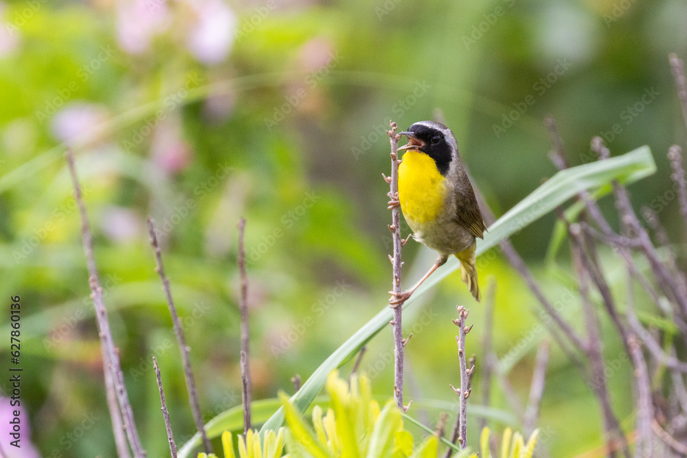 Fototapeta premium Male Common yellowthroat (Geothlypis trichas) in summer