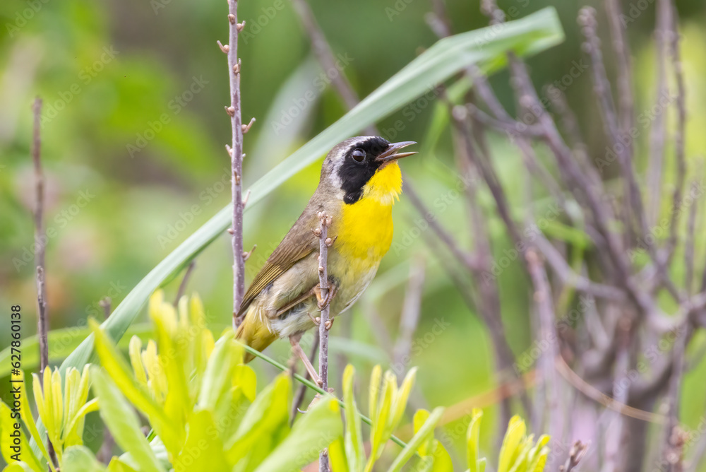 Fototapeta premium Male Common yellowthroat (Geothlypis trichas) in summer