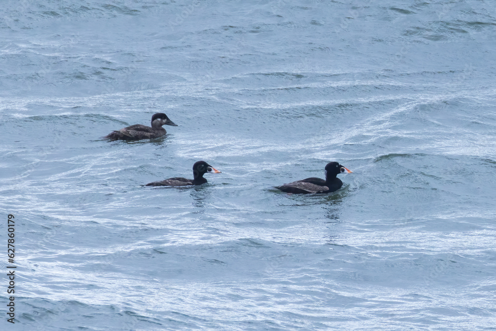 Obraz premium surf scoter (Melanitta perspicillata)