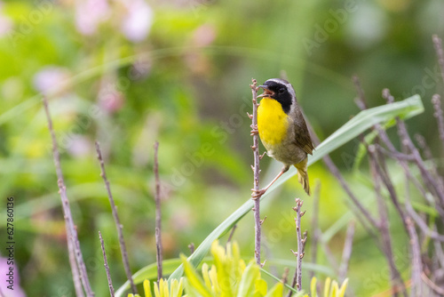 Male Common yellowthroat (Geothlypis trichas) in summer