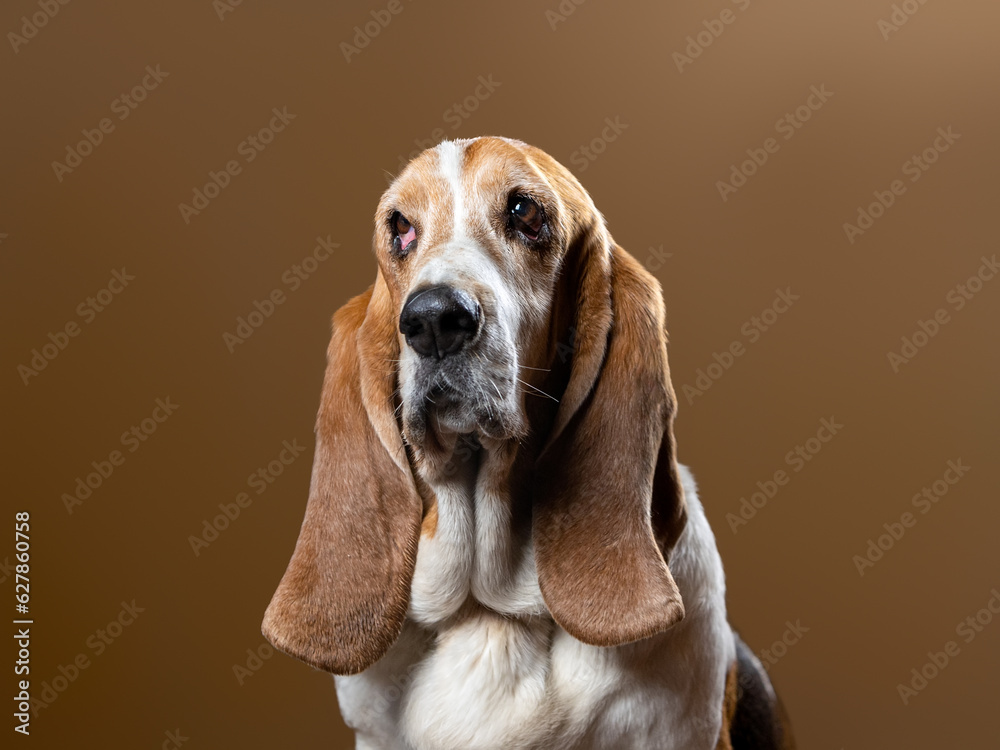 Portrait of a tricolor basset hound on a brown background close-up