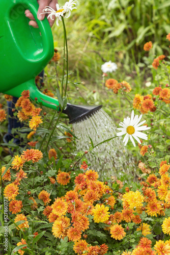 Watering orange yellow chrysanthemum and chamomile flowers with water in watering can on flowerbed in green garden close up