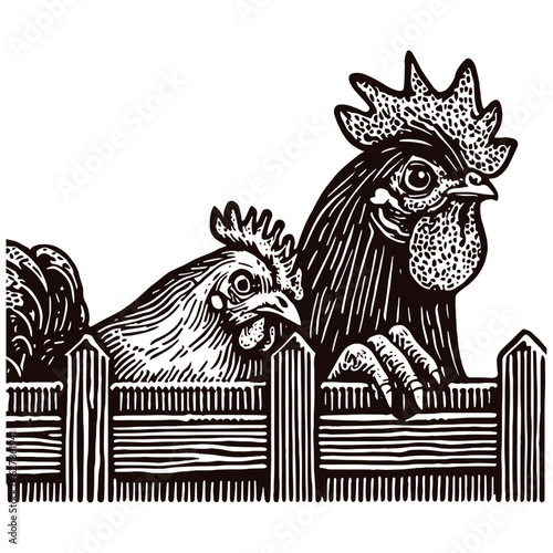 rooster and hen peering out from behind a fence