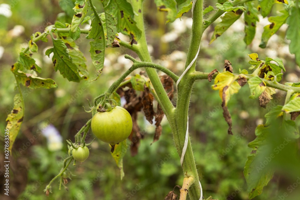 Tomato ill plant with Phytophthora (Phytophthora Infestans). Tomato dry