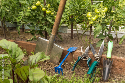 Gardening and farming tools outdoors on garden bed. Garden tools assortment in garden with vegetables in nature