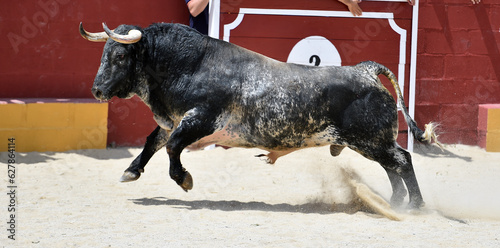 un toro bravo español en una plaza de toros