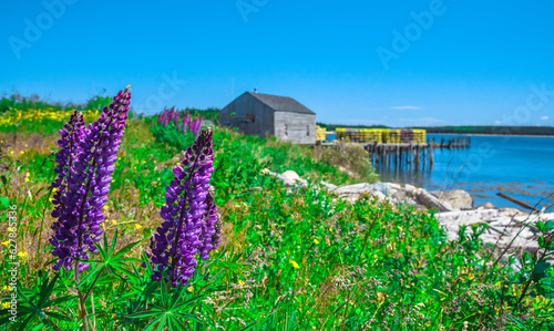 Foto Lupins On The Shorelines. Nova Scotia, Canada.