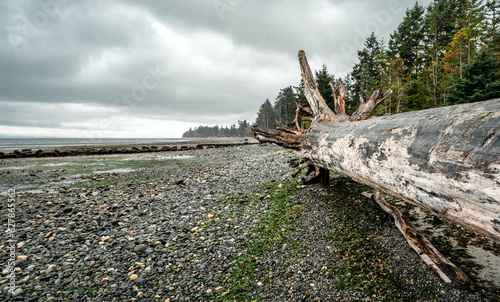 Drift Wood Tree On The Beach. Vancouver Island, British Columbia, Canada.