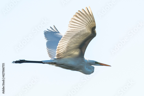 czapla biała w locie